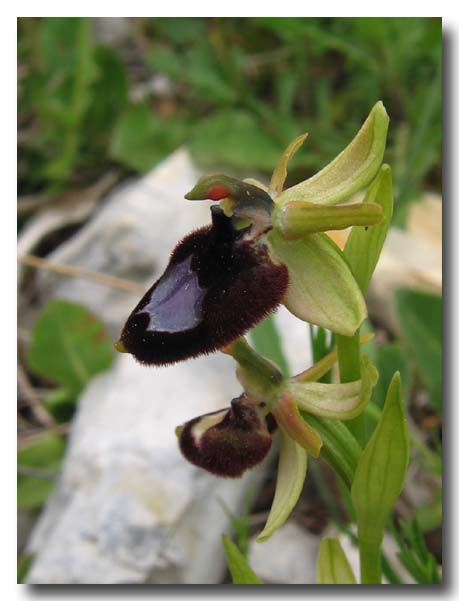 Ophrys: gruppo Ophrys bertolonii